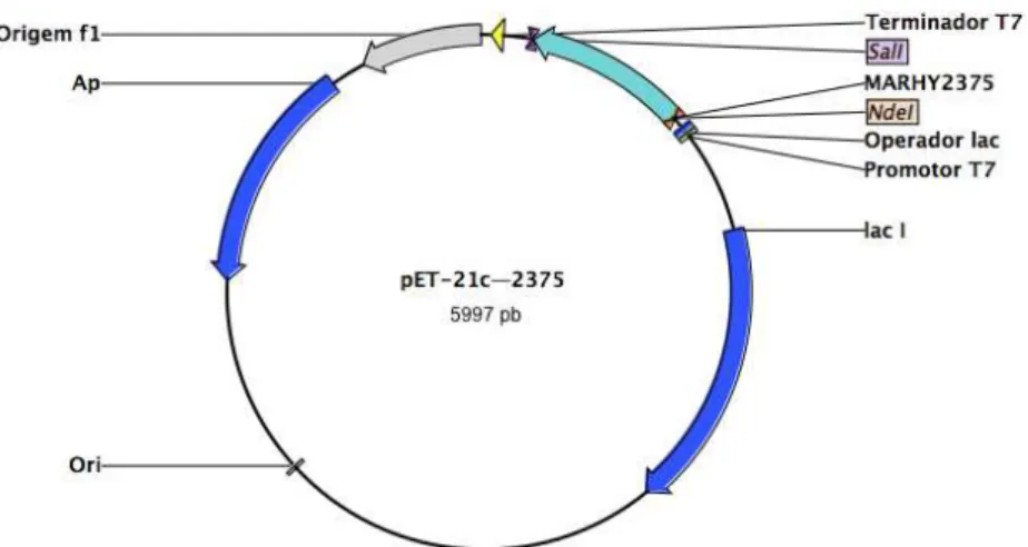 Figura 3.5 Vector de sobre-expressão pET-21c—2375 utilizando o software  CLC Sequence Viewer.