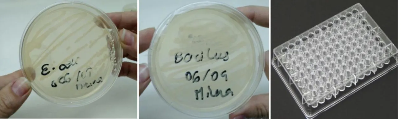 Figure 22. Pictures of E. coli and B. subtilis cultures and microtiter plate where the toxicity tests regarding  these bacteria were performed