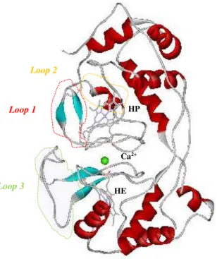 Figura  1.13  Estrutura  da  PCc  de  Ni.  europaea  como  é  isolada  (forma  activa)  (código  do  PDB:  1IQC),  onde  se  identificam  os  loops  1  (aminoácidos  80-92,  circundado  a  vermelho),  2  (aminoácidos  105-132,  circundado  a  amarelo)  e  