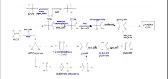 Figure 1.4. Simplified pathway(s) of cDCE degradation in Polaromonas sp. strain JS666