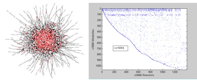 Figure 3.1. Representation of iJS666 network in Cytoscape (left) and the respective stoichiometric S matrix (right)