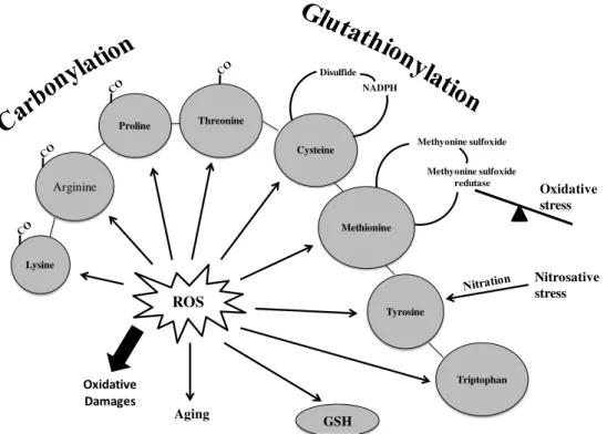 Fig. 2.2 - Involvement of oxidative stress in the pathophysiology of cells, adapted from Radak, Z., et al