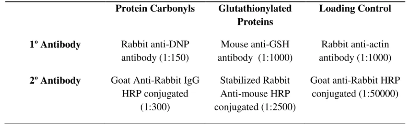 Table 3.1 - Antibodies and dilutions used in Western blot analyses.  
