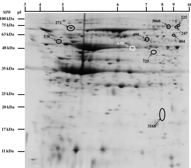 Fig. 4.4 - Representative 2DE control gel of SK-N-MC cells. The gel was CBB stained. One protein spot (white spot)  from MC cells incubated with R