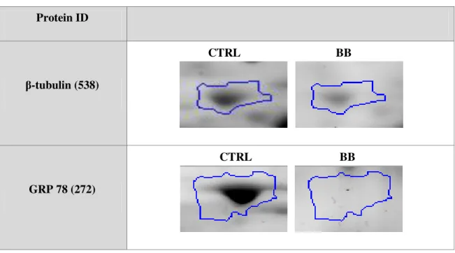 Table 4.4 - Protein identification by MS/MS and respectively gel images for control (CTRL) and commercial  blackberry (BB)