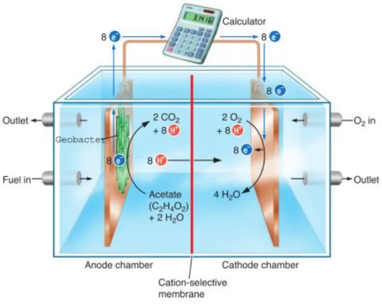 Figure  1:  Scheme  of  a  Geobacter-powered  microbial  fuel  cell 12 .  The  anaerobic  anode  chamber  contains  the  organic  fuel,  whereas  the  cathode  chamber  is  aerobic