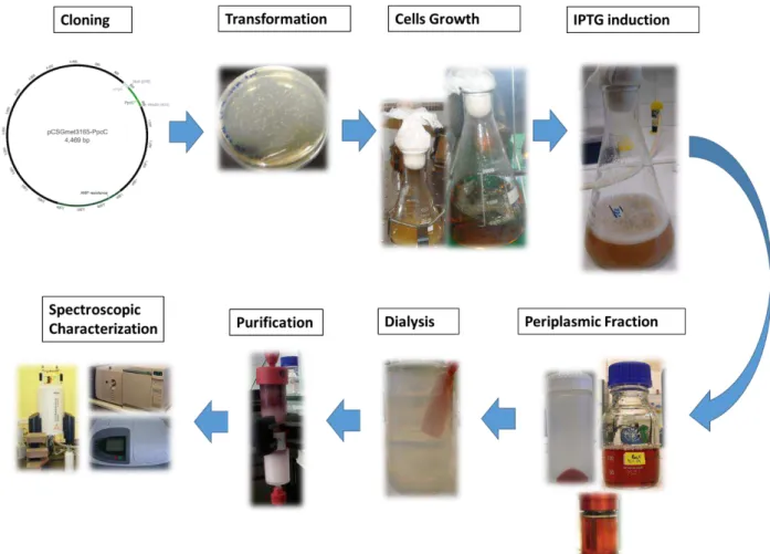 Figure 6: Overview of the methodology used to clone, produce, purify and characterize triheme cytochromes  from G