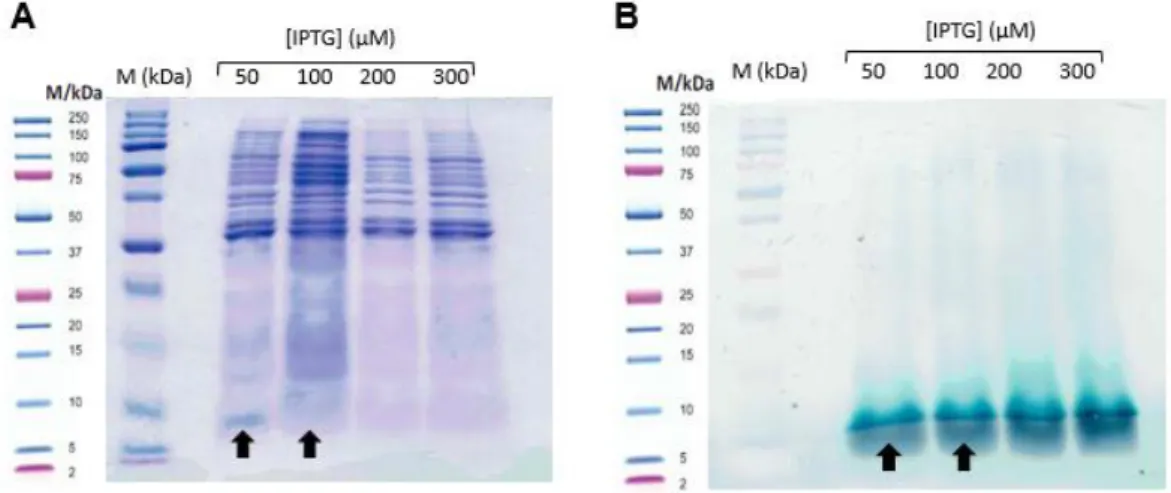 Figure  12:  SDS-PAGE  electrophoresis  gel  stained  with Comassie  blue (A)  and TMBZ/H 2 O 2  (B) for  the periplasmic fractions of PpcC obtained from cell cultures induced with different concentrations  of IPTG
