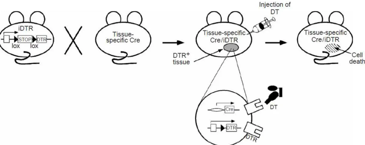 Figure 1.3  –  Schematic representation of TH-Cre; LSL-DTR mice  48 . 