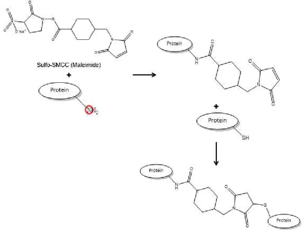Figure 1.7  –  Representation of a general maleimidation reaction (adapted from 68). 