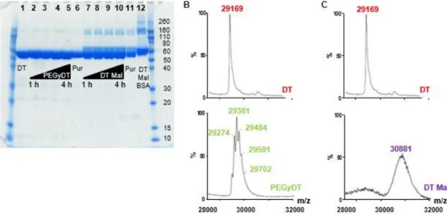 Figure 3.1  –  Assessment of DT modification state. A) SDS-PAGE. 1 – DT; 2-5 – PEGyDT after 1 h, 2 h, 3 h and  4 h of reaction, respectively; 6 – PEGyDT after purification; 7-10 – DT Mal after 1 h, 2 h, 3 h and 4 h of reaction,  respectively; 11 – DT Mal a