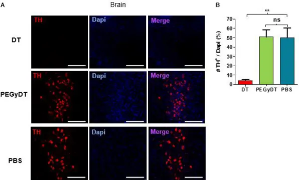 Figure 3.6  –  PEGyDT kills sympathetic nerves. A) Confocal microscopy imaging of fibers obtained from  fat and stained for TH neurons and for β 3 -Tub after in vivo injection of DT, PEGyDT or PBS