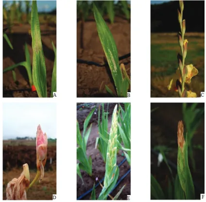 Figure 7.  Damage in gladiolus caused by low air temperatures: (A) and (B) Leaves; (C) Floral stems of Jester; (D)  Floral button of Rose Friendship; (E) Heading (picture registered on 18 June 2012 - ten days after a frost); (F) Heading 