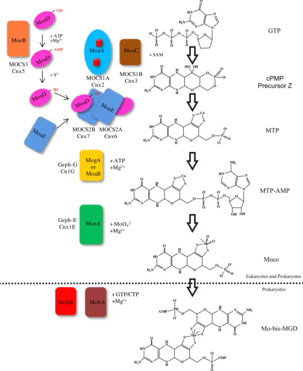 Figure I.2| Biosynthesis of the Pyranopterin-based molybdenum cofactors. Schematic  overview of  the molybdenum cofactor biosynthesis adapted from reference[12] and based on  data derived from studies in E