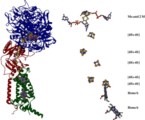 Figure II.4| E.coli Fdh-N structure[7]. Left: Fdh-N structure at 1.6Å (PDB code:1KQF)
