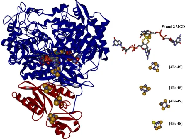 Figure II.5| D. gigas Fdh structure[9]. Left: Fdh structure at 1.8Å (PDB code:1H0H). Right: 