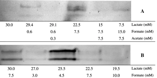 Figure III.1|  In gel Fdh activity test of D. alaskensis cells grown in medium C [16] with  different carbon sources