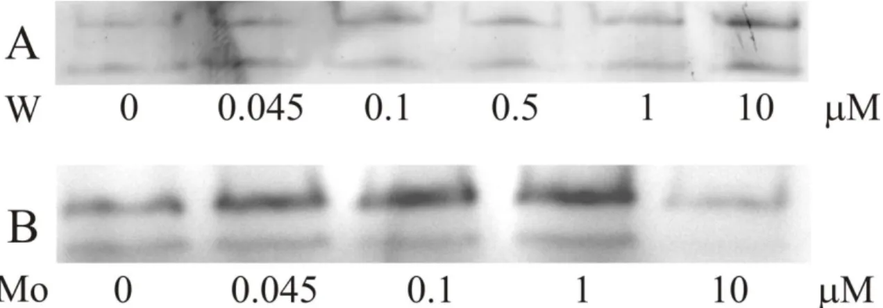 Figure III.2| Influence of W and Mo on the Fdh activity of soluble extract of D. alaskensis