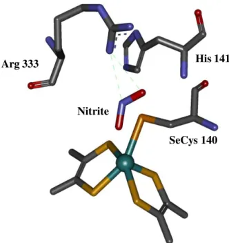 Figure IV.1|E. coli Fdh-H active site in the presence of nitrite. Fdh structure at 2.9Å (PDB  code:1FDI) [1]
