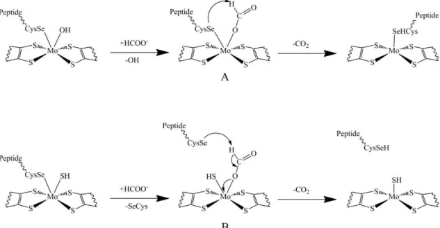 Figure IV.2| Reaction mechanisms proposed for the oxidation of formate to carbon dioxide  by Fdhs