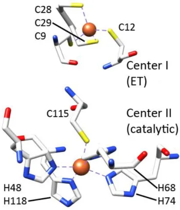 Figure I.4 – Schematic representation of the two centers of a class I SOR from D. desulfuricans ATCC  27774  (PDB:  1DFX)