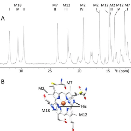 Figure  II.1  –  A)  1 H  NMR  spectrum  of  D.  gigas  cytochrome  c 3   between  34  and  11  ppm