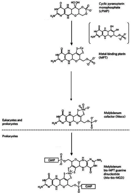Figure I. 2 – General scheme of the three main steps involved in the biosynthetic pathway of the pyranopterin-based Mo  cofactors