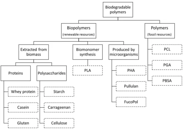 Figure 2.1: Biodegradable Polymers (Adapted from Encyclopedia of Membranes [32]) The idea of using biopolymers (from renewable resources and biodegradable) in  pack-aging, to contribute for a sustainable development is recognized, since it is possible to d