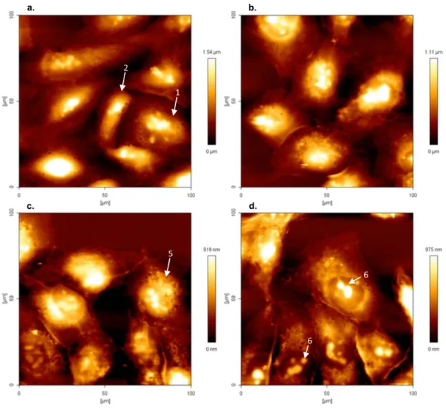 Figure 3.5 – Atomic force microscopy height images of MDA-MB-231 cells (1x10 4 cells/ml) (100 x 100 µm),  and respective colour scales at right, in absence (a.) and presence of different concentrations of PvD1, (b.)  0.01 µM, (c.) 0.8 µM and (d.) 50 µM aft