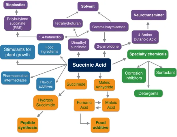 Figure 1.2: Succinic acid derived products (adapted from [Zeikus et al., 1999])