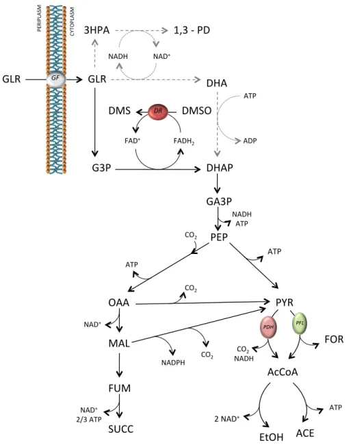 Figure 2.2: Metabolic pathways involved in glycerol utilization. Dashed lines: 1,3 – PD pathway (absent in A