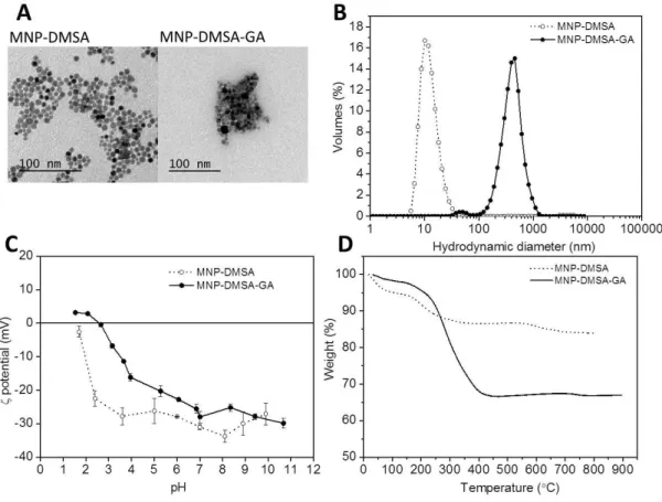 Figure 3.1. Size, colloidal stability and composition of the produced particles. Representative TEM image  (A), hydrodynamic diameters distribution at pH 7 in water (B), variation of zeta potential with pH (C) and  TGA data for MNP-DMSA and MNP-DMSA-GA (D)