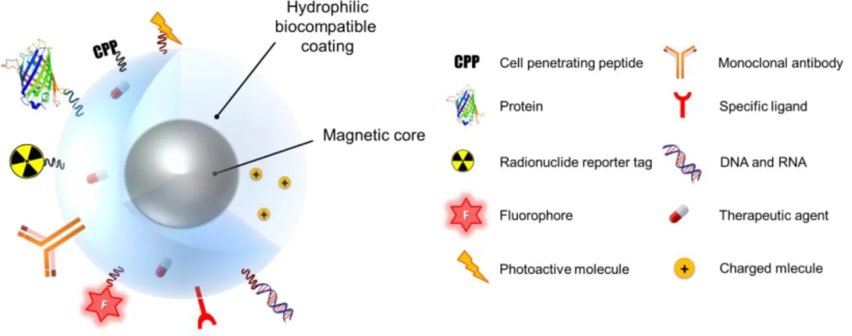Figure  1.3.  Schematic  representation  of  MNP  surface  modification  with  biocompatible  coating  and  functional moieties