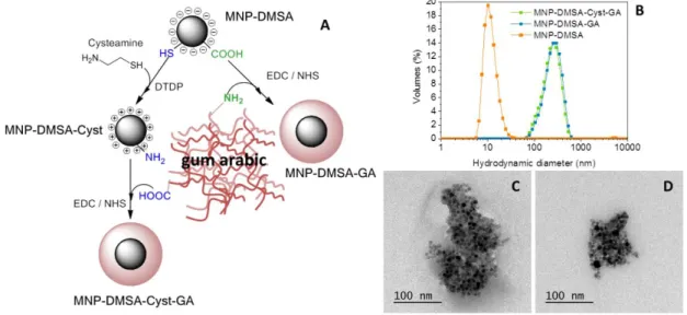 Figure  2.3.  MNP-DMSA  functionalization  possibilities  using  gum  Arabic  as  model  biomolecule