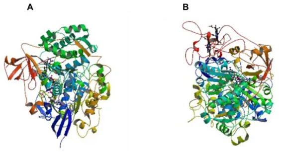 Figura  1.8:  Estrutura  da  redutase  de  nitrato  de  (A)  E.  coli  (código  de  PDB:2NYA)  e  (B)  Rhodobacter  Sphaeroides