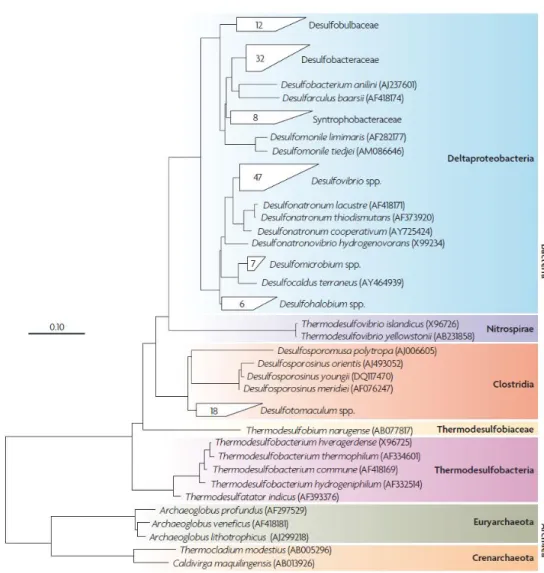 Figura 1.10: Árvore filogenética de bactérias redutoras de sulfato baseada nas sequências de 16S rRNA