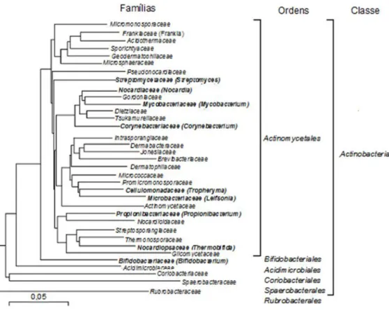 Figura  1.16:  Árvore  filogenética  da  classe  Actinobacteria  baseada  na  sequência  16S  rRNA
