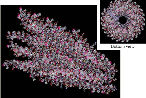 Figure 1.2 – Representation of Pf1 bacteriophage capsid structure models coloured. Sites mapping to the outer  surface of the virion exposed to solvent