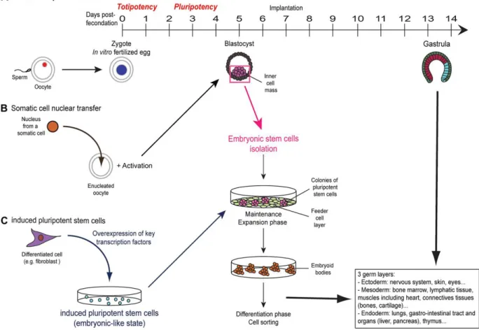 Fig.  1.2  –  Isolation/generation,  culture  and  differentiation  of  pluripotent  stem  cells