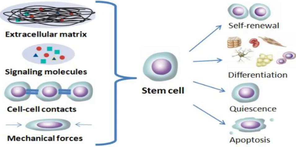 Fig.  1.5  –  Components  of  the  cellular  in  vivo   microenvironment. The synergy of  biochemical (signaling molecules), biophysical (ECM or substrates) and mechanical  (hemodynamic forces or shear forces) factors with cell-cell interactions determine 