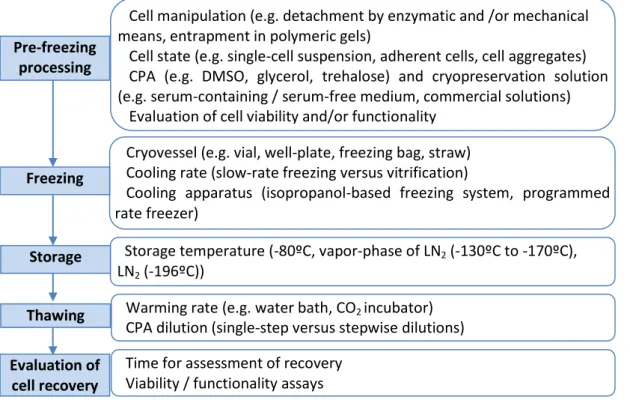 Fig.  1.7  –  Main  steps  composing  of  a  cryopreservation  procedure  for  mammalian  cells