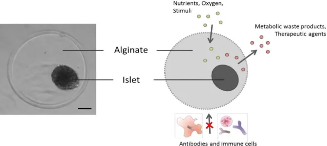 Fig. 1.8  –  Concept of cell microencapsulation. This technique consists of enclosing biologically active material  within  a  polymeric  matrix  (e.g