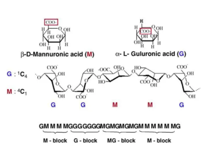 Fig. 1.10 - Structure of alginate. Alginate molecules  are linear block copolymers of  β -D-mannuronic (M)  and  α -L-guluronic  acids  (G)  with  a  variation  in  composition  and  sequential  arrangements