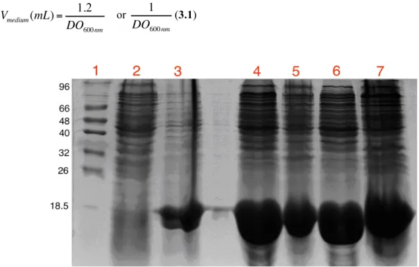 Figure  3.2  –  SDS-PAGE  (12.5%  acrylamide)  assessing  the  overexpression  of  Dps  in  E