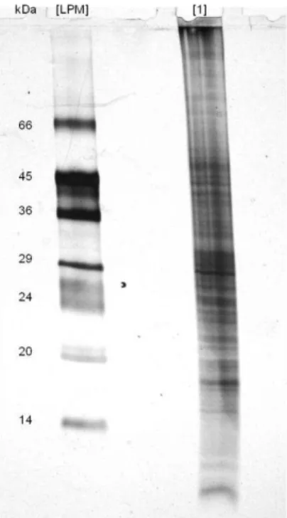 Fig.  3.2  –   Electrophoretic  analysis  of  A. fumigatus  plasma  membrane  proteins,  through  a  17.5%  (w/v)  polyacrylamide  gel