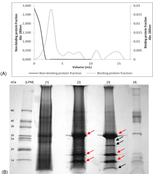 Fig.  3.7  –   Electrophoretic  analysis  of  the  cell  membrane  proteome  of  A.  fumigatus