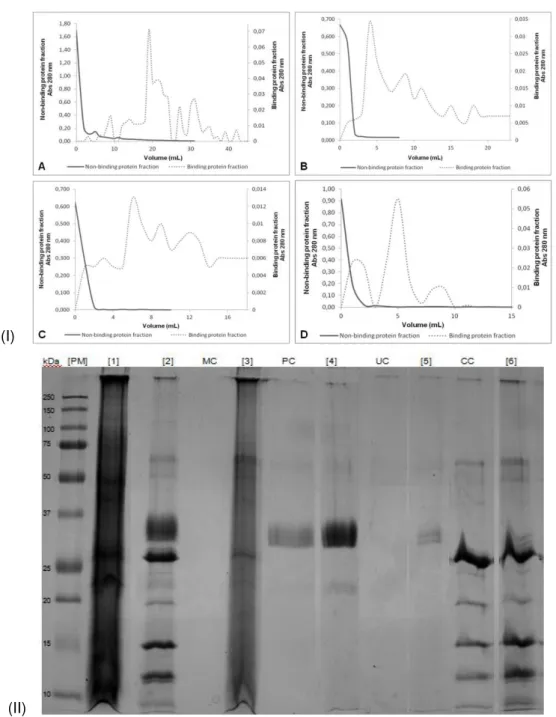 Fig.  3.12  –  Sequential  purification  of  lectin-binding  proteins.    (I)  Affinity  chromatography  chromatogram  for:  (A)  MAL,  (B)  PNA,  (C)  UEA  and  (D)  Con  A