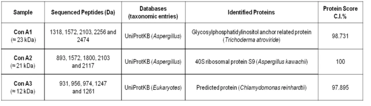 Table 3.1  –  Protein identification determined by PMF. The protein samples were extracted from the 1DE  gel performed for the Con A affinity chromatography (Figure 3.7B, section 3.5.1)