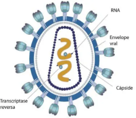 Figura 1 - Representação esquemática da estrutura e composição do HIV. Adaptado de [8]