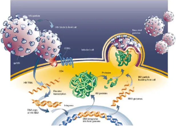 Figura 2 - Representação esquemática do ciclo viral do HIV. Adaptado de [10]. 